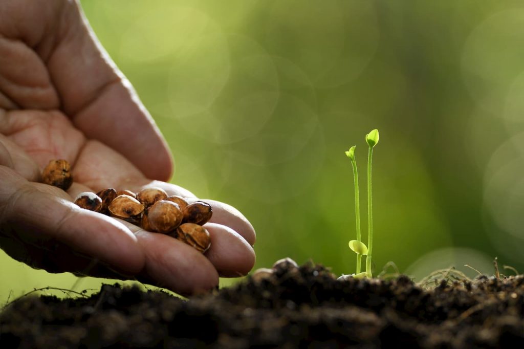 cultivo agro plantacao Cultivo no agronegócio