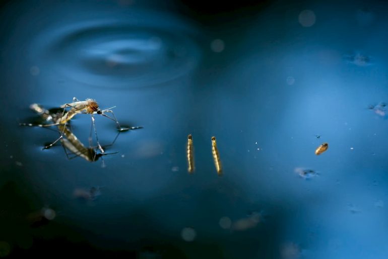 Mosquito na água parada